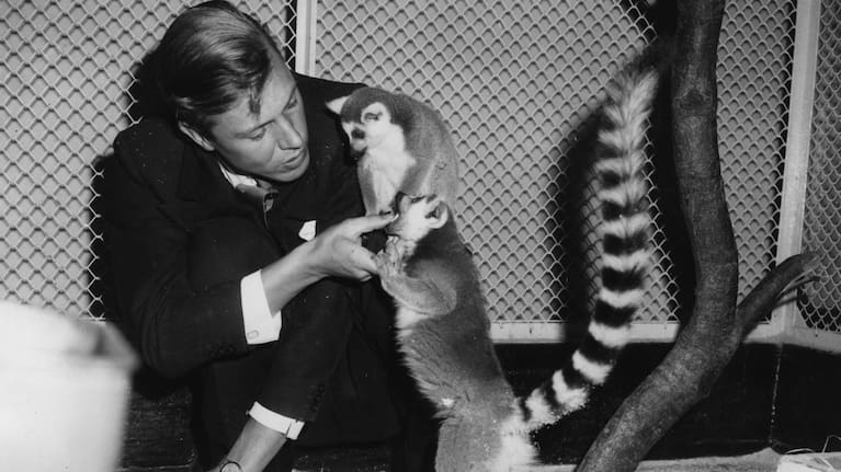 Sir David Attenborough with two ring-tailed lemurs during a Christmas lecture at London Zoo in 1961.