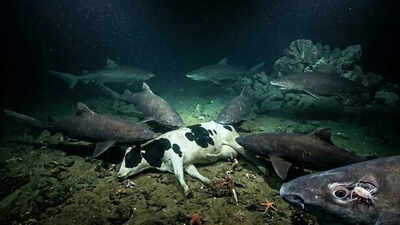 South China Sea mystery: Giant sharks appear after scientists sink cow carcass 1,600 meters deep