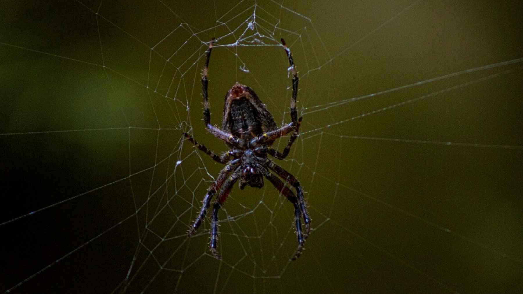 Close-up of a spider sitting at the center of its web, illustrating natural pest control in ecosystems