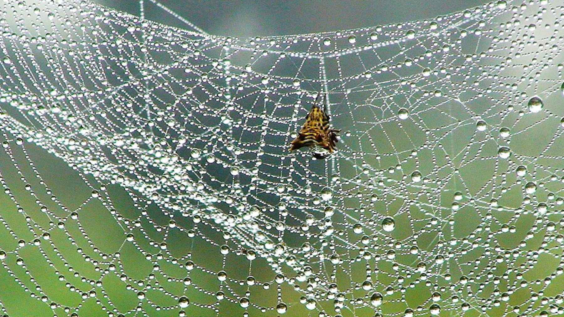 Illustration of spider webs and insects highlighting spiders’ role in pest control and ecosystem balance