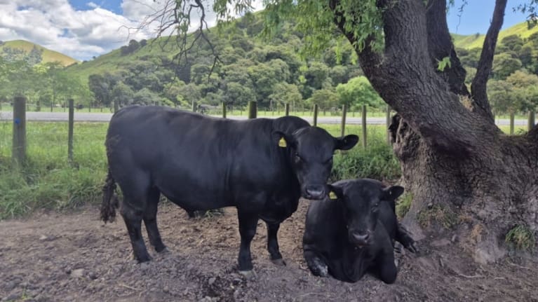 Tangihau Angus yearling bulls, December 2025. Source Gianina Schwanecke / Country Life
