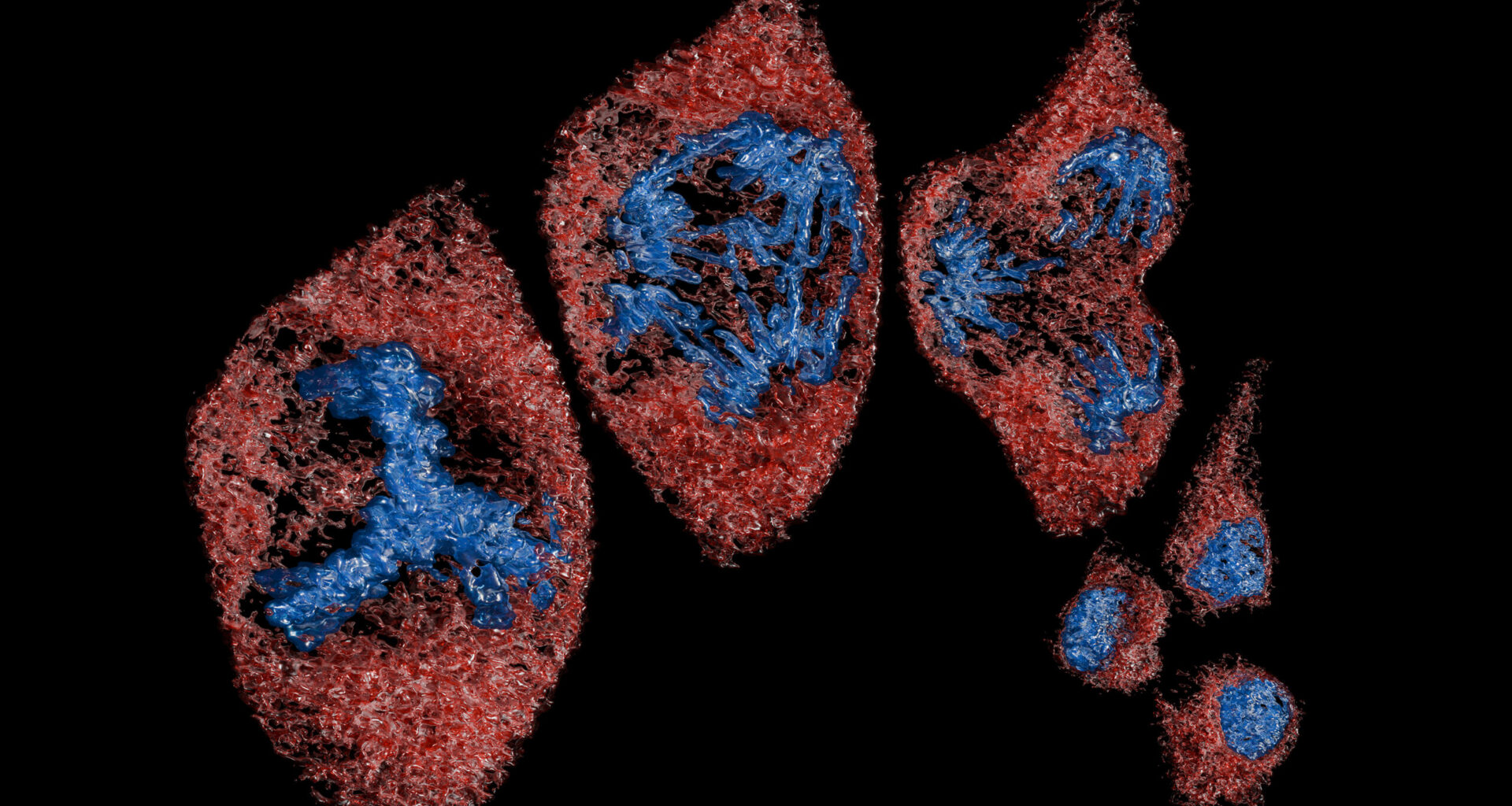 a line-up of red and blue colored blobs