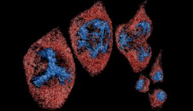 a line-up of red and blue colored blobs