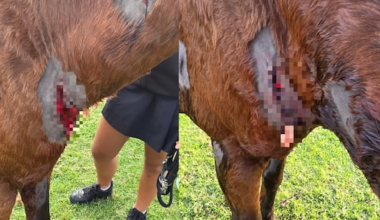 Horse badly injured in attack by two dogs on Bay of Plenty beach