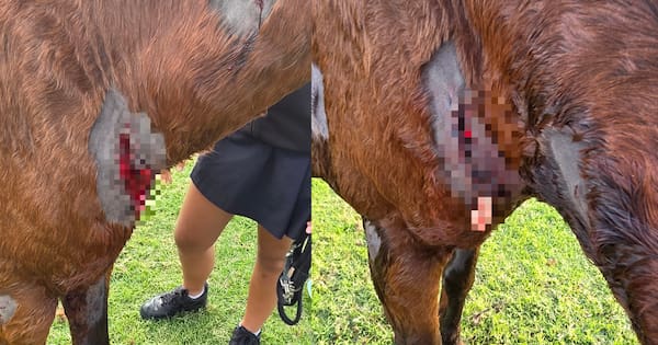 Horse badly injured in attack by two dogs on Bay of Plenty beach
