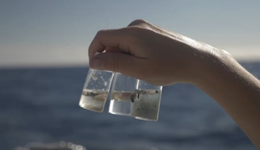 All-female global voyage mapping plastics sets sail in NZ