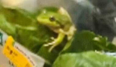Lettuce introduce you to the live frog found in a WA salad bag