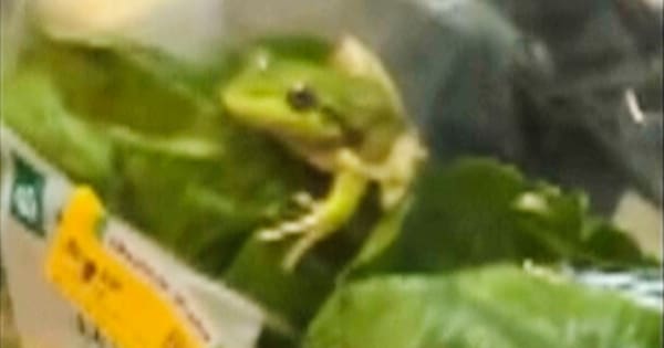 Lettuce introduce you to the live frog found in a WA salad bag