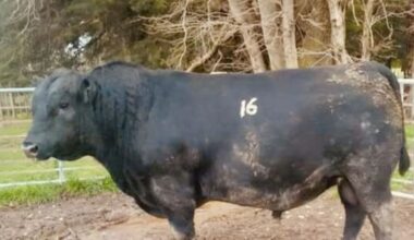Record-breaking $161,000 bull worth every cent, owner says