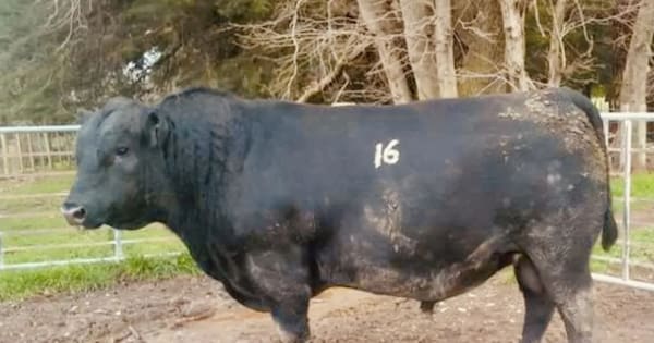 Record-breaking $161,000 bull worth every cent, owner says