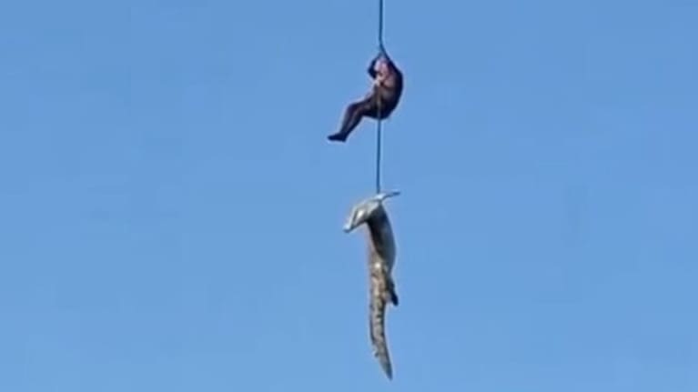 The huge reptile is pulled from the water.