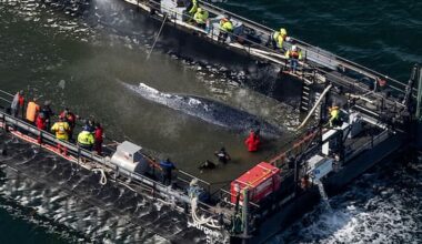 Humpback whale released after spectacular rescue effort found dead