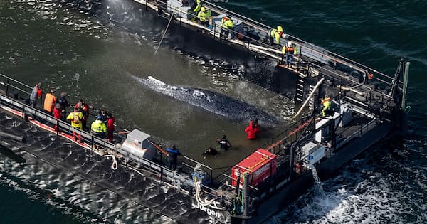 Humpback whale released after spectacular rescue effort found dead