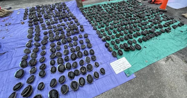 Man took 486 pāua from reserve near Kaikōura