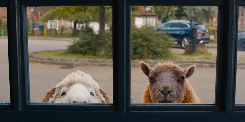 Sheep looking in a window.