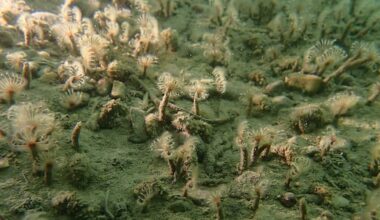 Mystery species tentatively identified after West Coast discovery