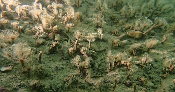Mystery species tentatively identified after West Coast discovery