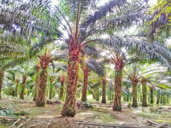 Indonesian President Announces Plan to Centralize Control of Key Commodity Exports