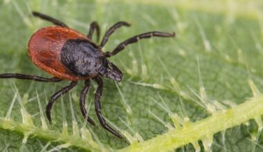 Health unit offers tips to help avoid tick bites