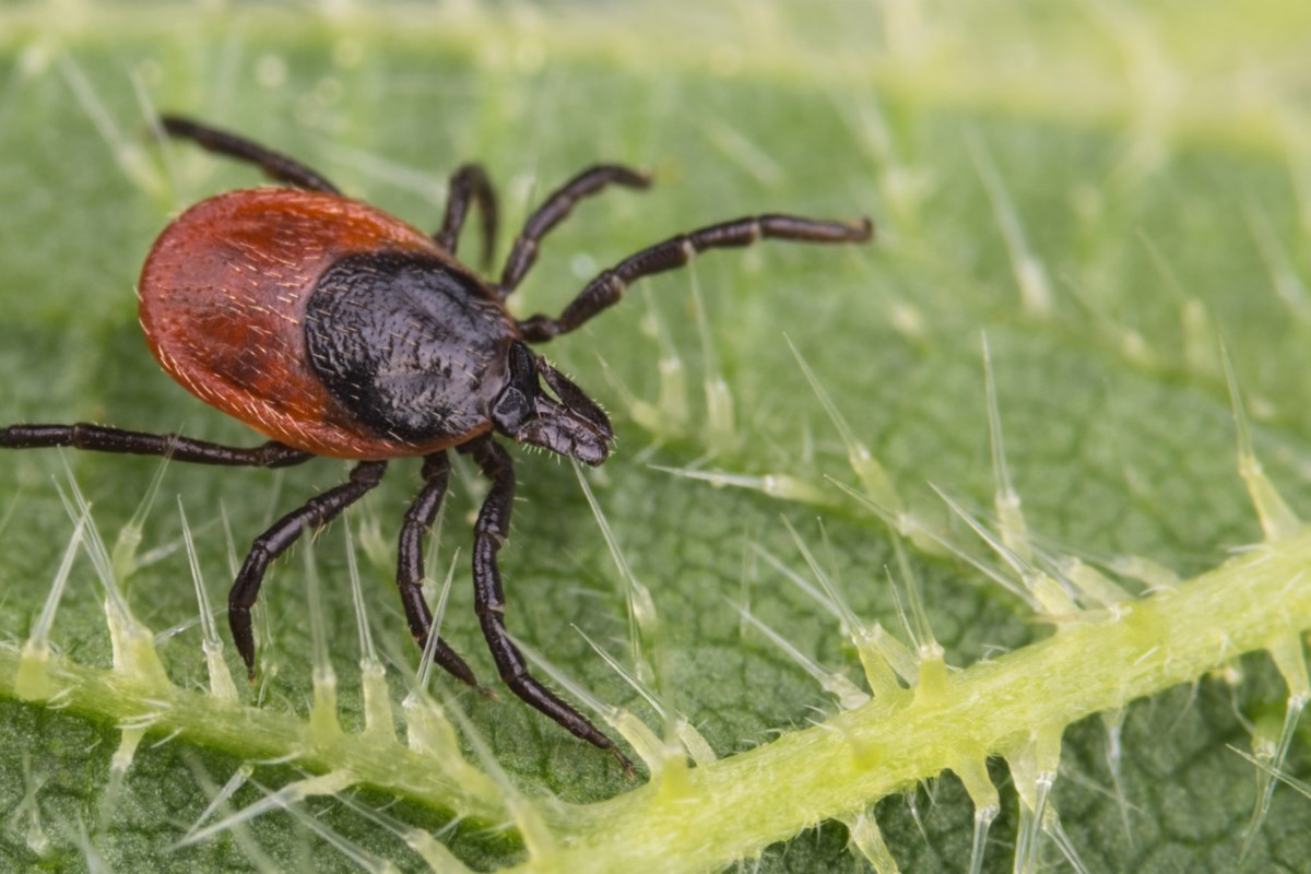 Health unit offers tips to help avoid tick bites