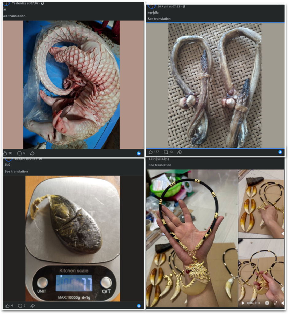Illegal wildlife products, such as tiger claws, tiger penises, bear gall bladder and pangolin meat are openly posted on Facebook for sale, mostly from accounts in languages other than English. Only 12% of illegal wildlife trade-related posts are in English, the researchers found.