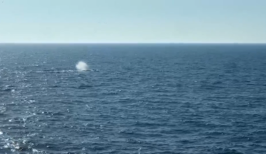 Timmy the stranded humpback whale released into North Sea by rescue team