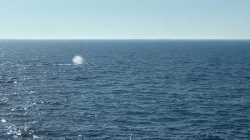 Timmy the stranded humpback whale released into North Sea by rescue team