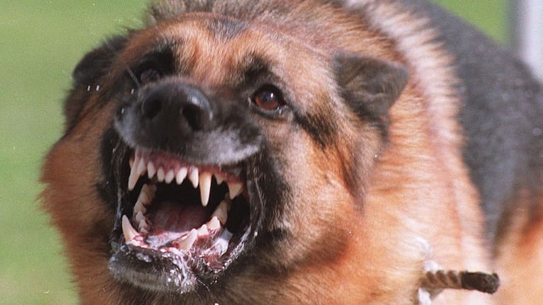 Two dogs allegedly killed a pet in Masterton, although the attack remained unproven. (Source: File)