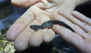On 'the world’s itchiest scavenger hunt,' to save a rare salamander : NPR