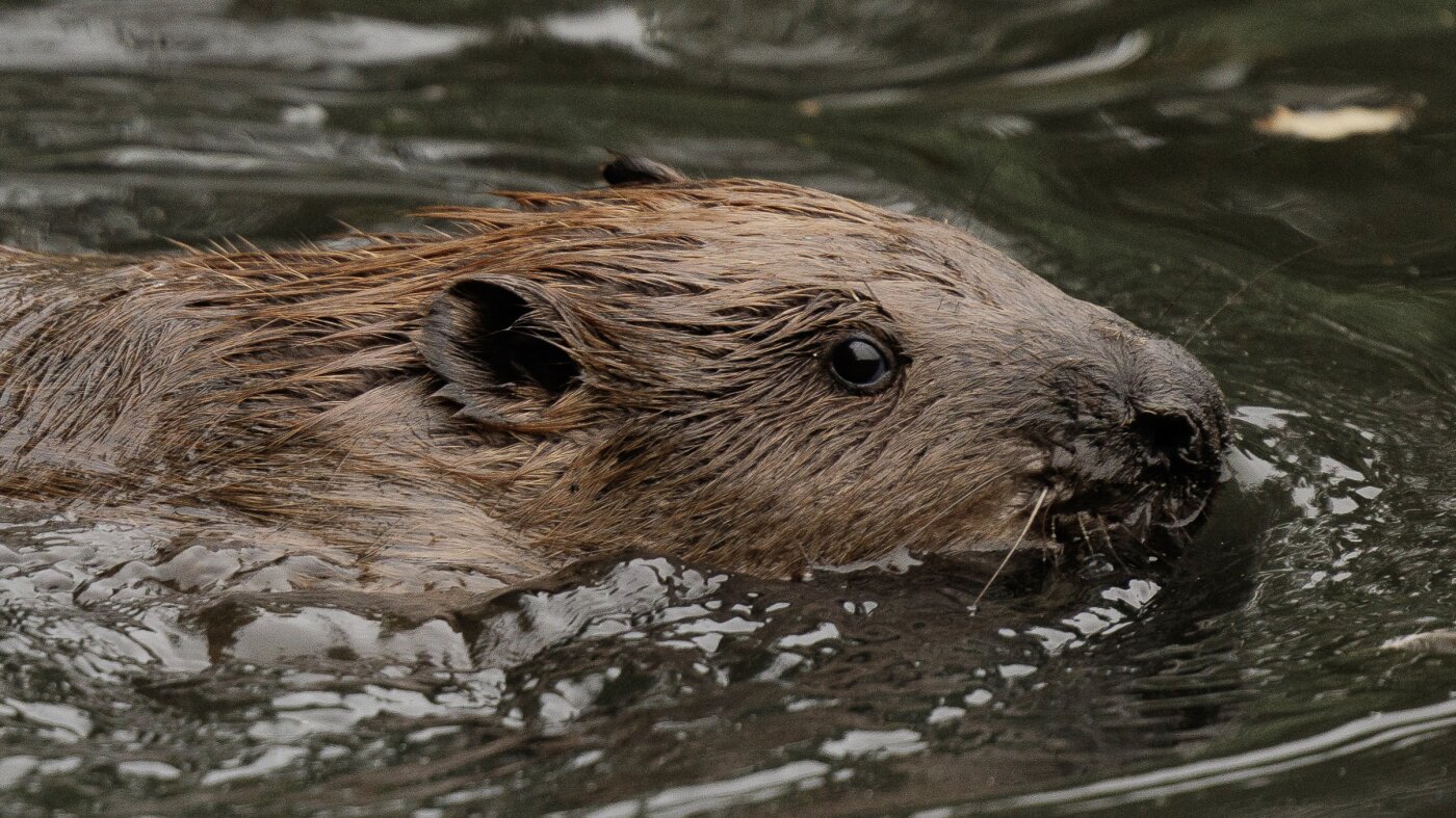 Beavers act as climate change warriors in Britain : State of the World from NPR : NPR