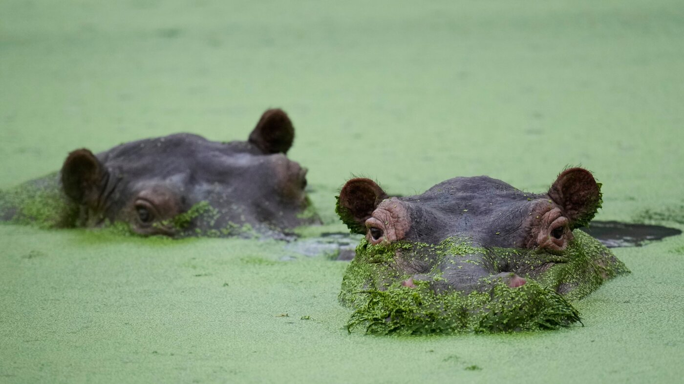 Cocaine hippos get a billionaire-sponsored lifeline : NPR