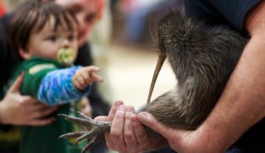 Kiwi comeback: Wellington residents return New Zealand's national bird to capital
