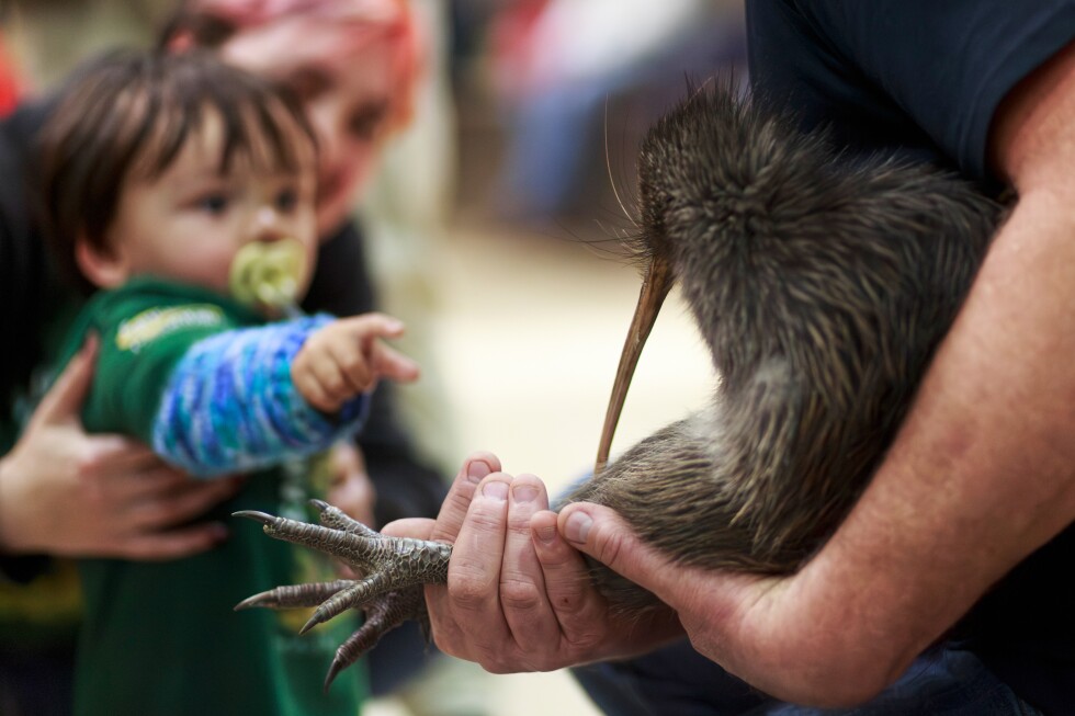 Kiwi comeback: Wellington residents return New Zealand's national bird to capital