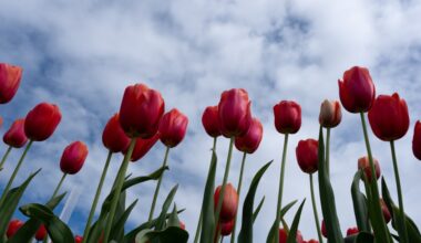 More than cuddly critters. Climate change puts unusual plants at risk