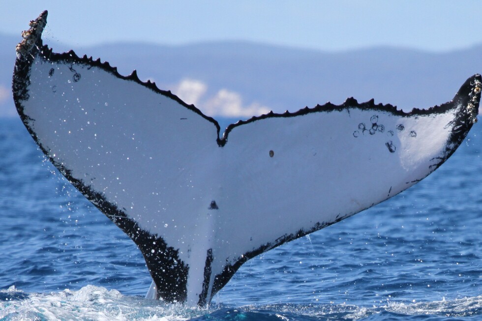 Humpback whales travel a record 9,000 miles between Australia and Brazil