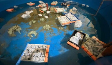 Argentina rescues 700 marine animals trafficked from Kenya in exotic wildlife seizure