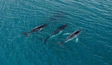 Two humpback whales set records swimming between Australia and Brazil