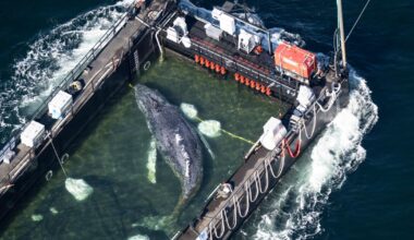 A barge carrying Timmy the humpback whale journeys to the North Sea