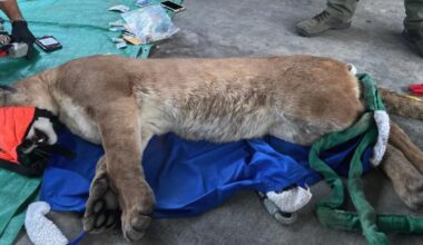 Mountain lion wanders near SoCal homes, crawls under a vehicle
