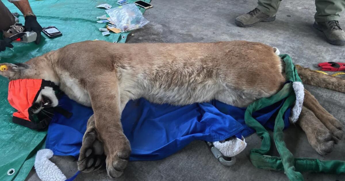Mountain lion wanders near SoCal homes, crawls under a vehicle