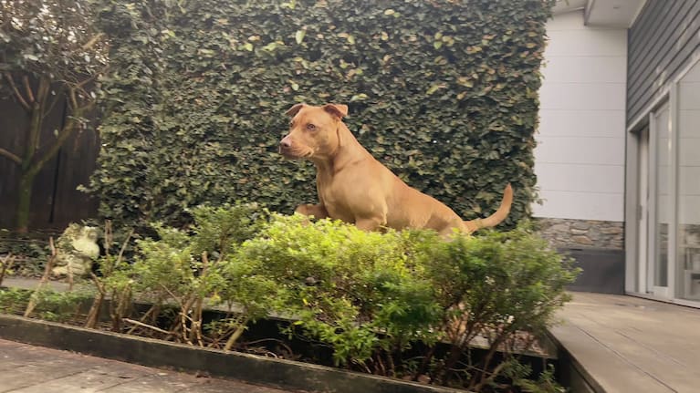 Velma the dog at home in her garden.