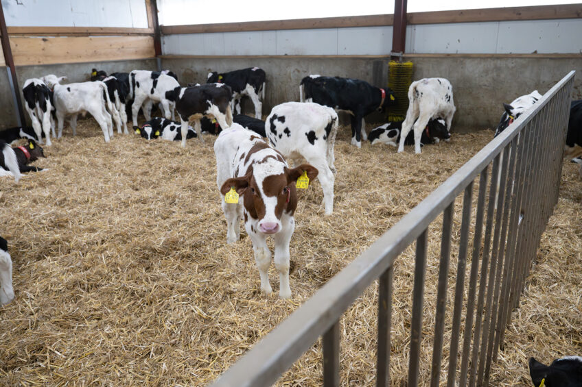 Hungry dairy calves learn faster but miss out on play