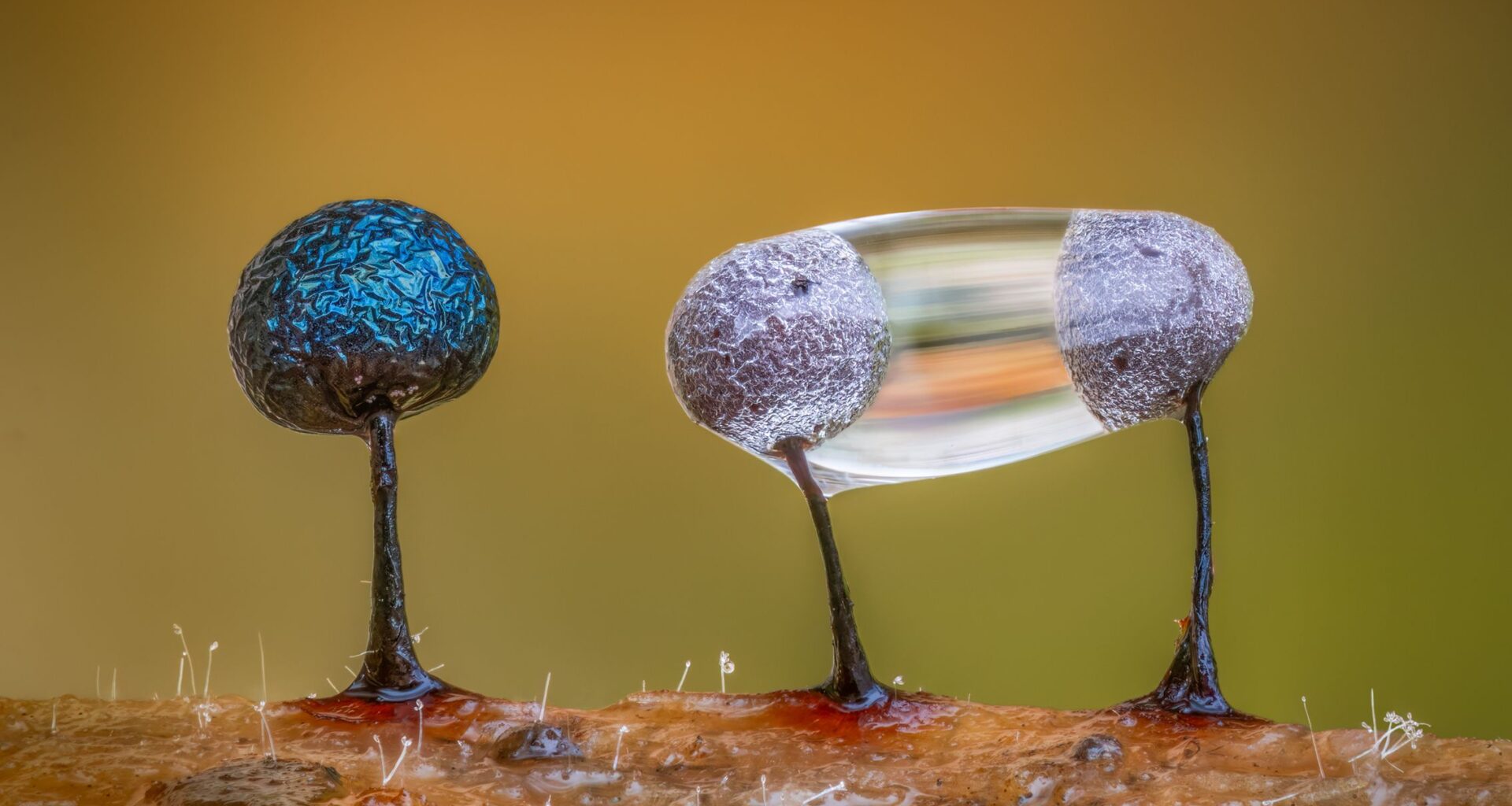 Award-winning photo of slime mold measuring just one millimetre across created from 87 macro shots using world's first IP53 weather-sealed camera