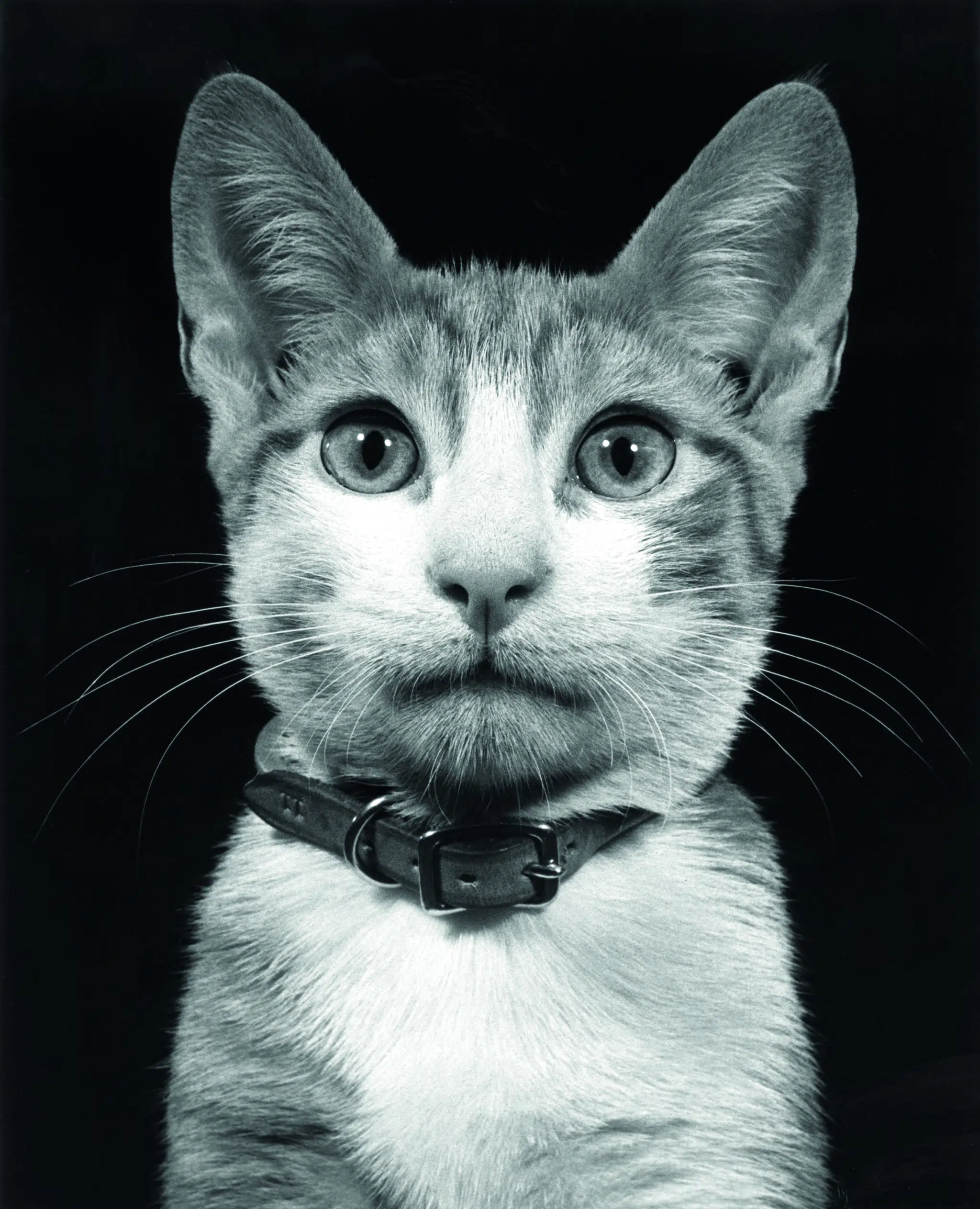 Black-and-white portrait of a cat by Walter Chandoha