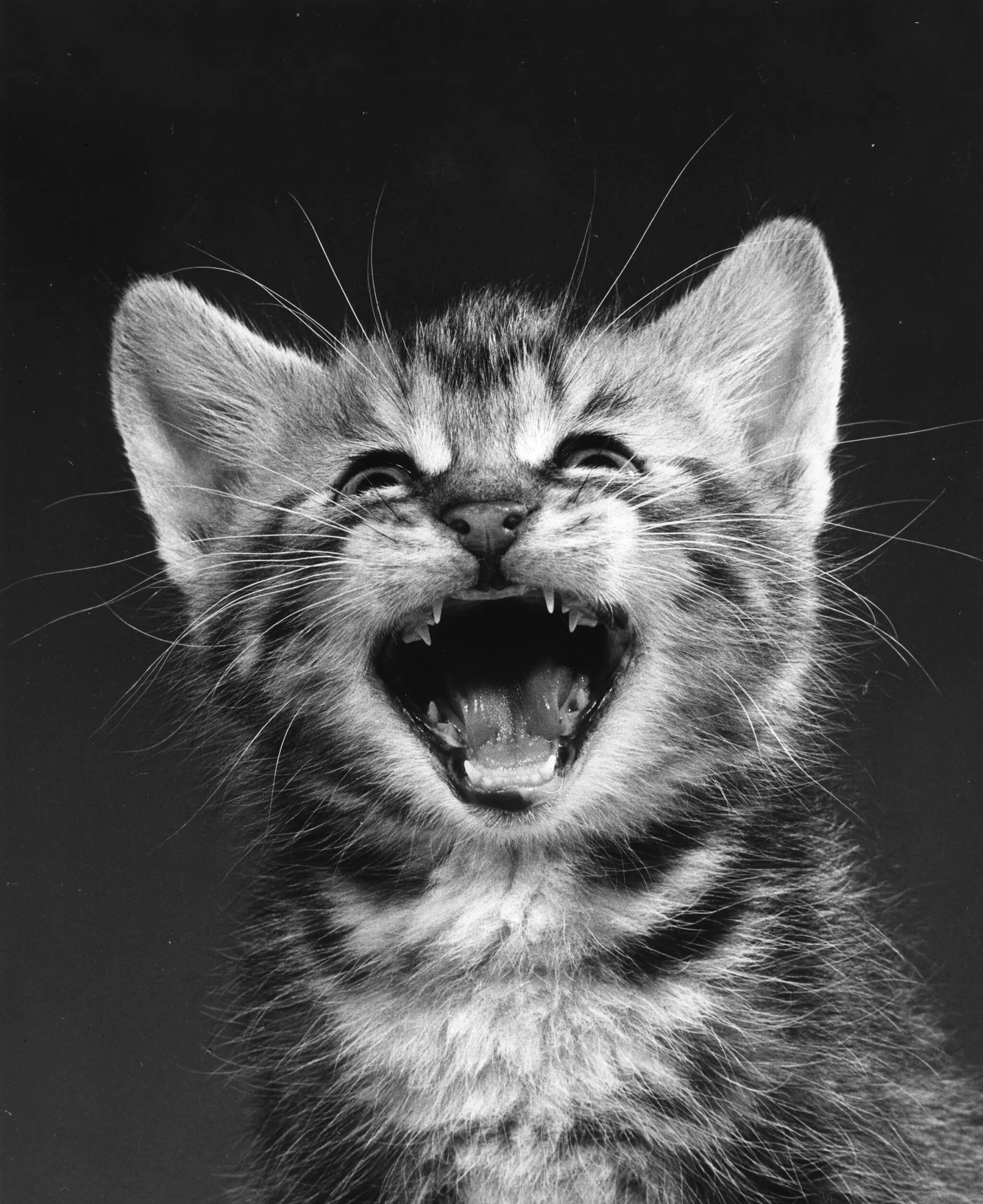 Black-and-white portrait of a kitten by Walter Chandoha