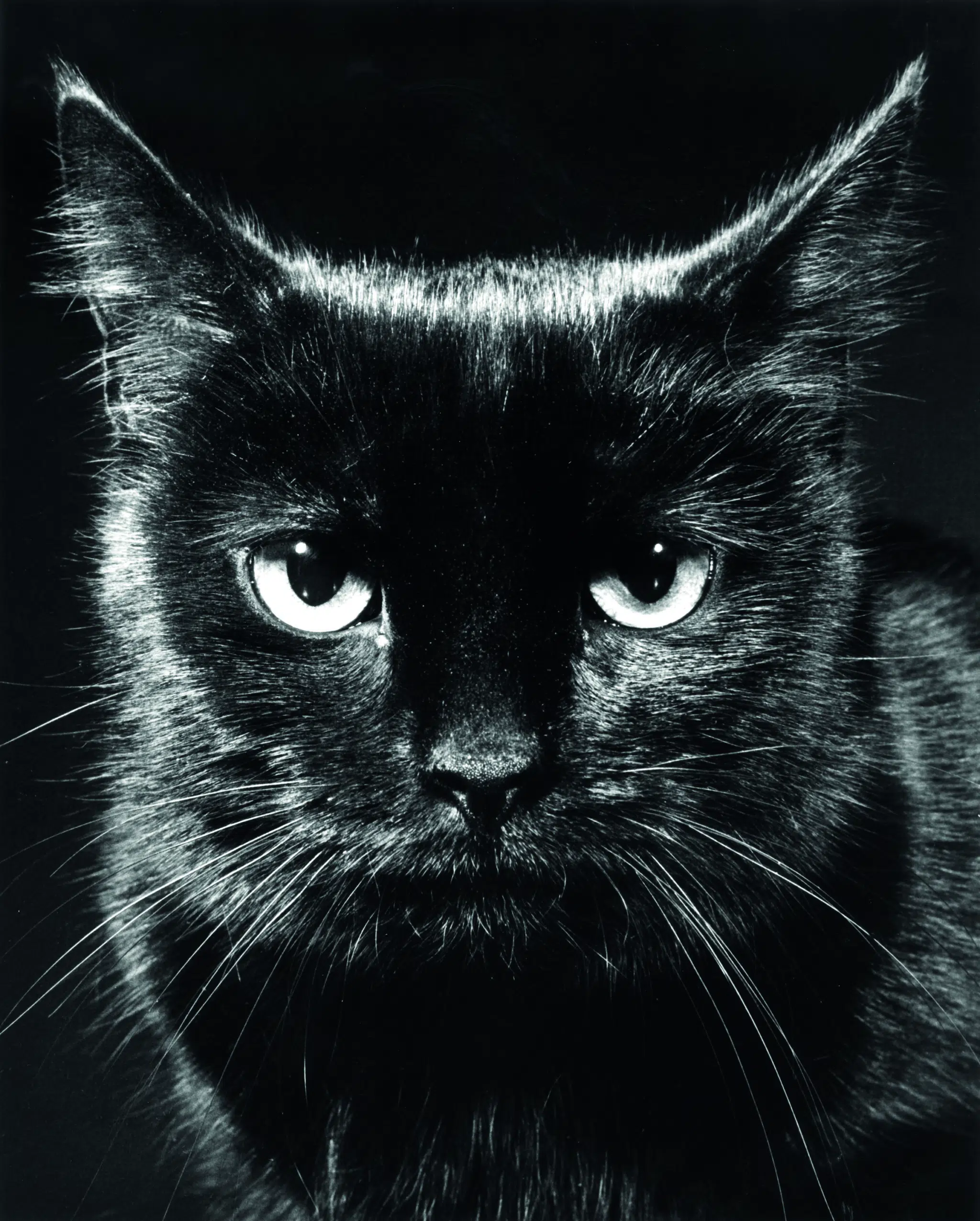 Black-and-white portrait of a black cat by Walter Chandoha