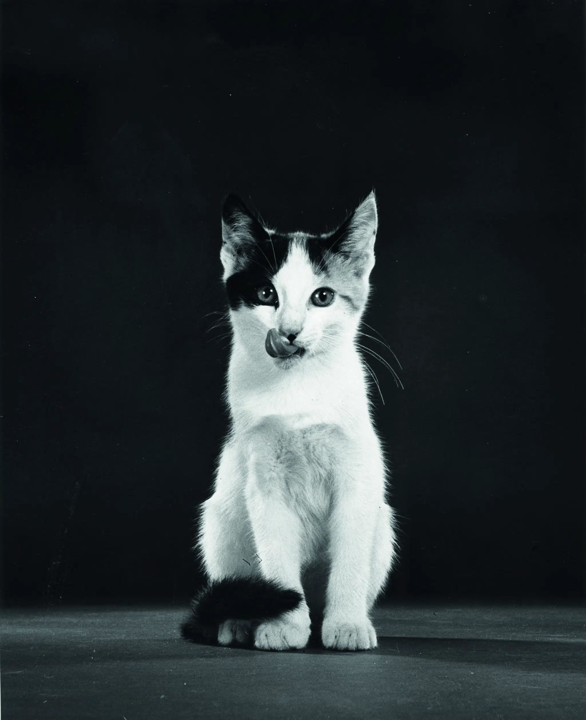 Black-and-white portrait of a kitten by Walter Chandoha