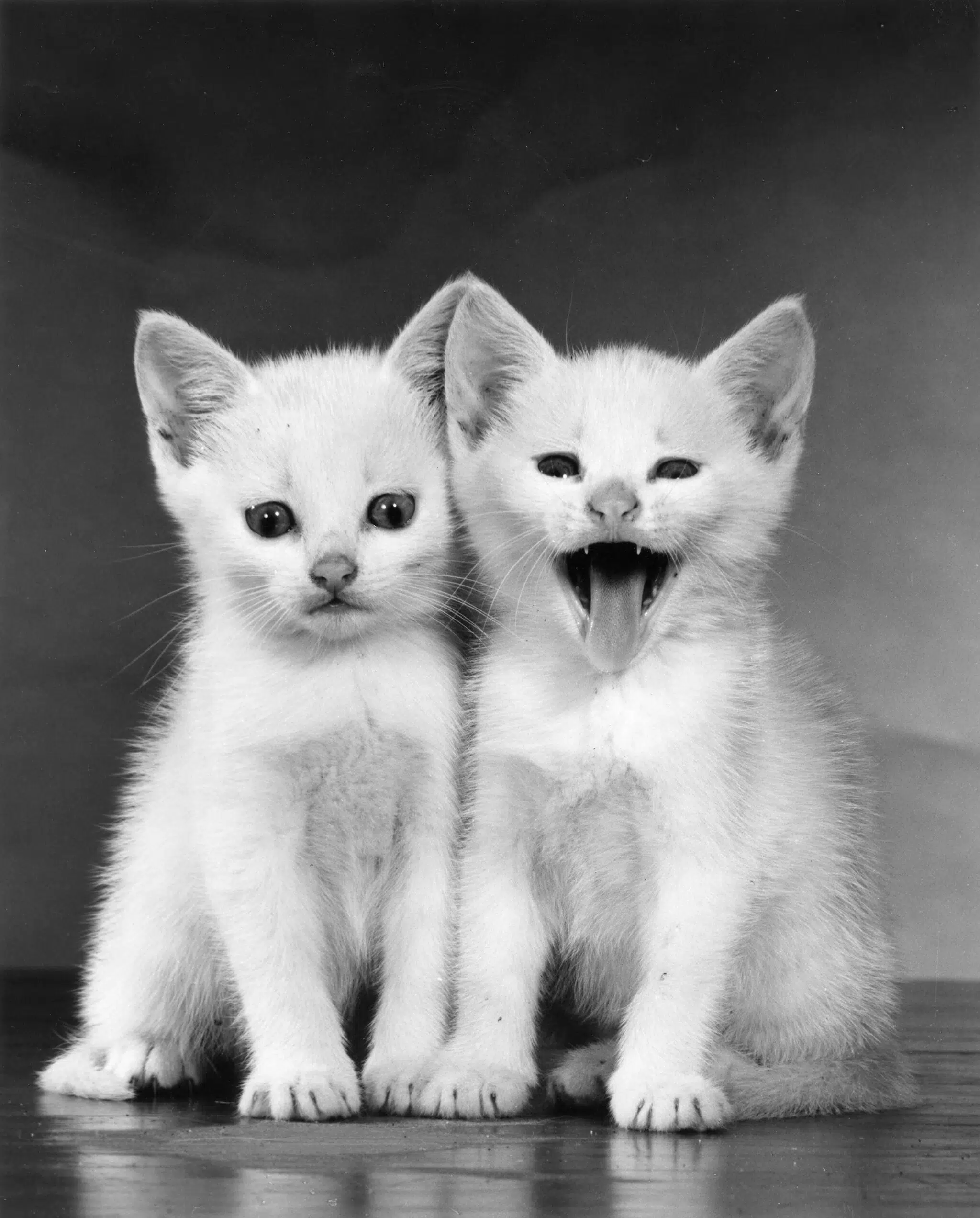 Black-and-white portrait of two white kittens by Walter Chandoha
