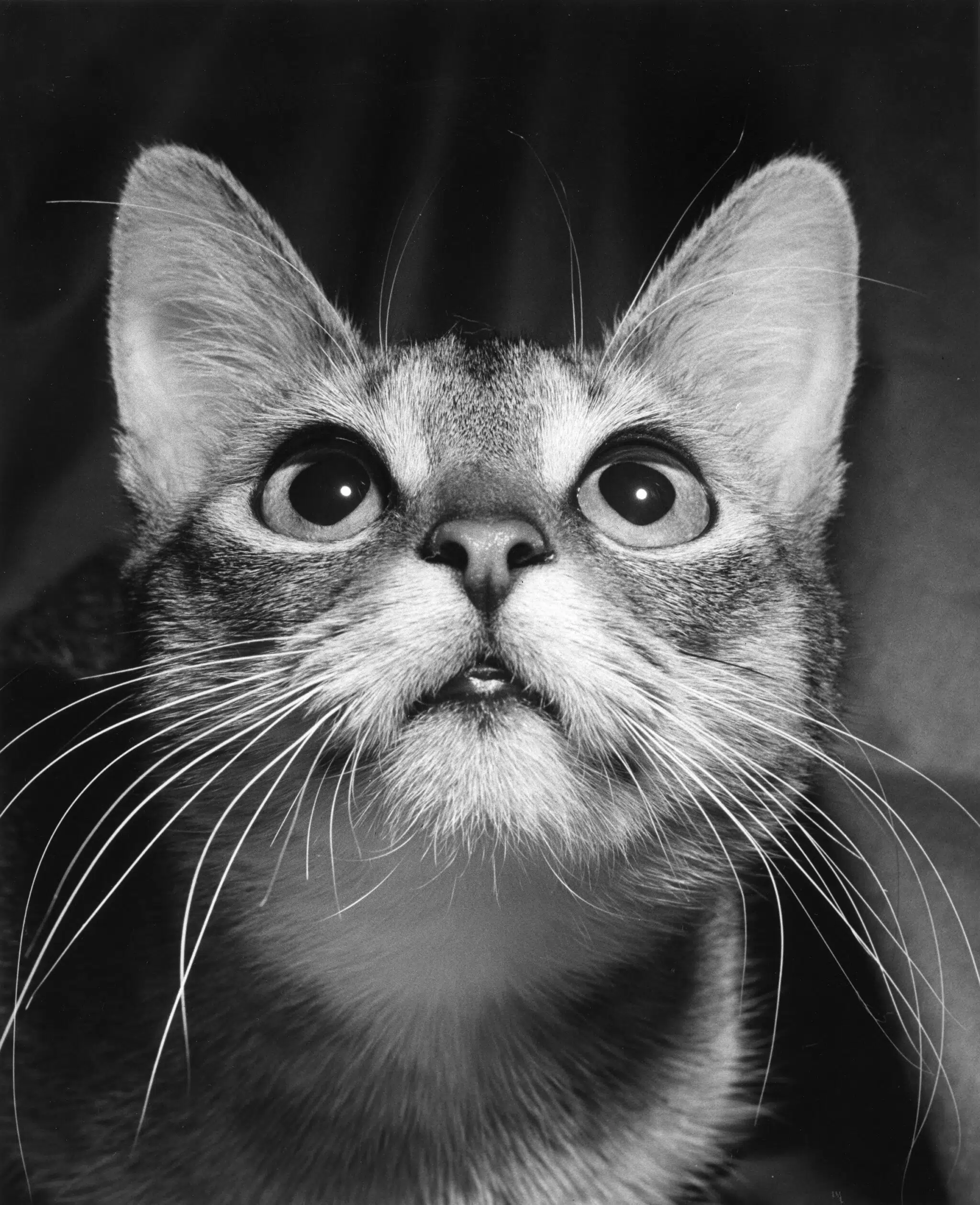 Black-and-white portrait of a tabby cat by Walter Chandoha