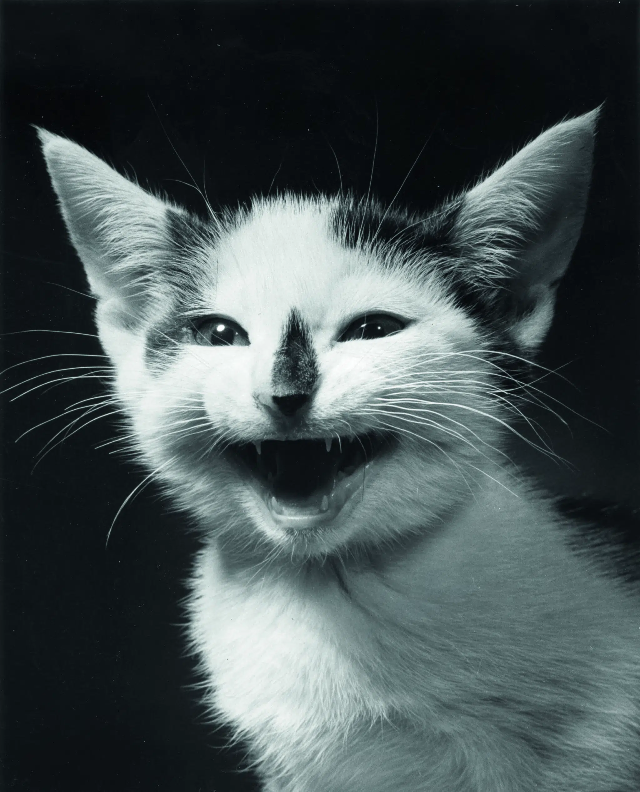 Black-and-white portrait of a white kitten by Walter Chandoha